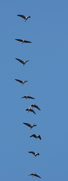 Tundrahanhi, Greater White-fronted Goose, Anser albifrons